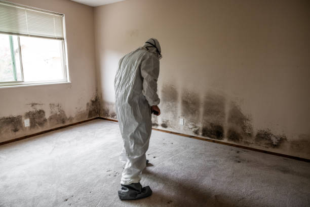 Asbestos and Lead Testing During Mold Inspection in Edwardsville, PA